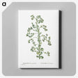 1-82_Histoire-des-Plantes-Grasses_canvas