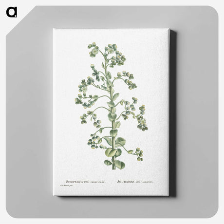 1-82_Histoire-des-Plantes-Grasses_canvas