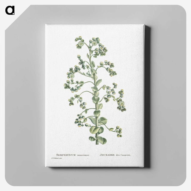 1-82_Histoire-des-Plantes-Grasses_canvas