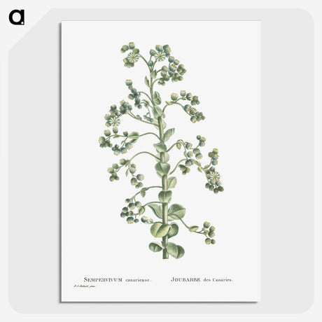 1-82_Histoire-des-Plantes-Grasses_picture-crop