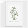 1-82_Histoire-des-Plantes-Grasses_picture