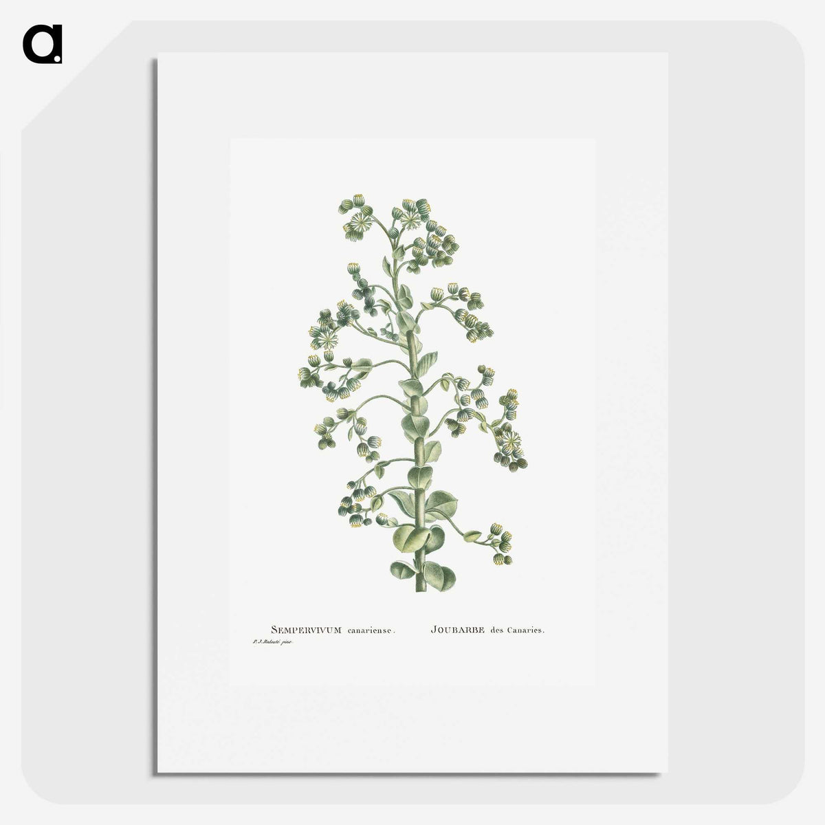 1-82_Histoire-des-Plantes-Grasses_picture