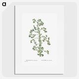 1-82_Histoire-des-Plantes-Grasses_picture
