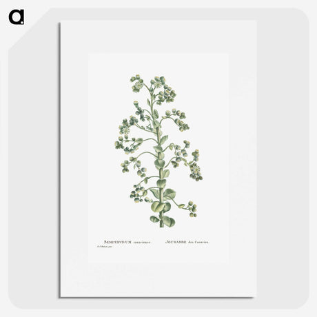 1-82_Histoire-des-Plantes-Grasses_picture