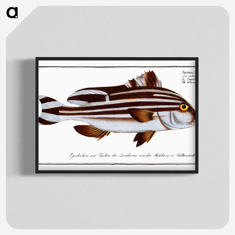 1-82_Ichtyologie-ou-Histoire-naturelle_blk-crop