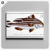 1-82_Ichtyologie-ou-Histoire-naturelle_canvas
