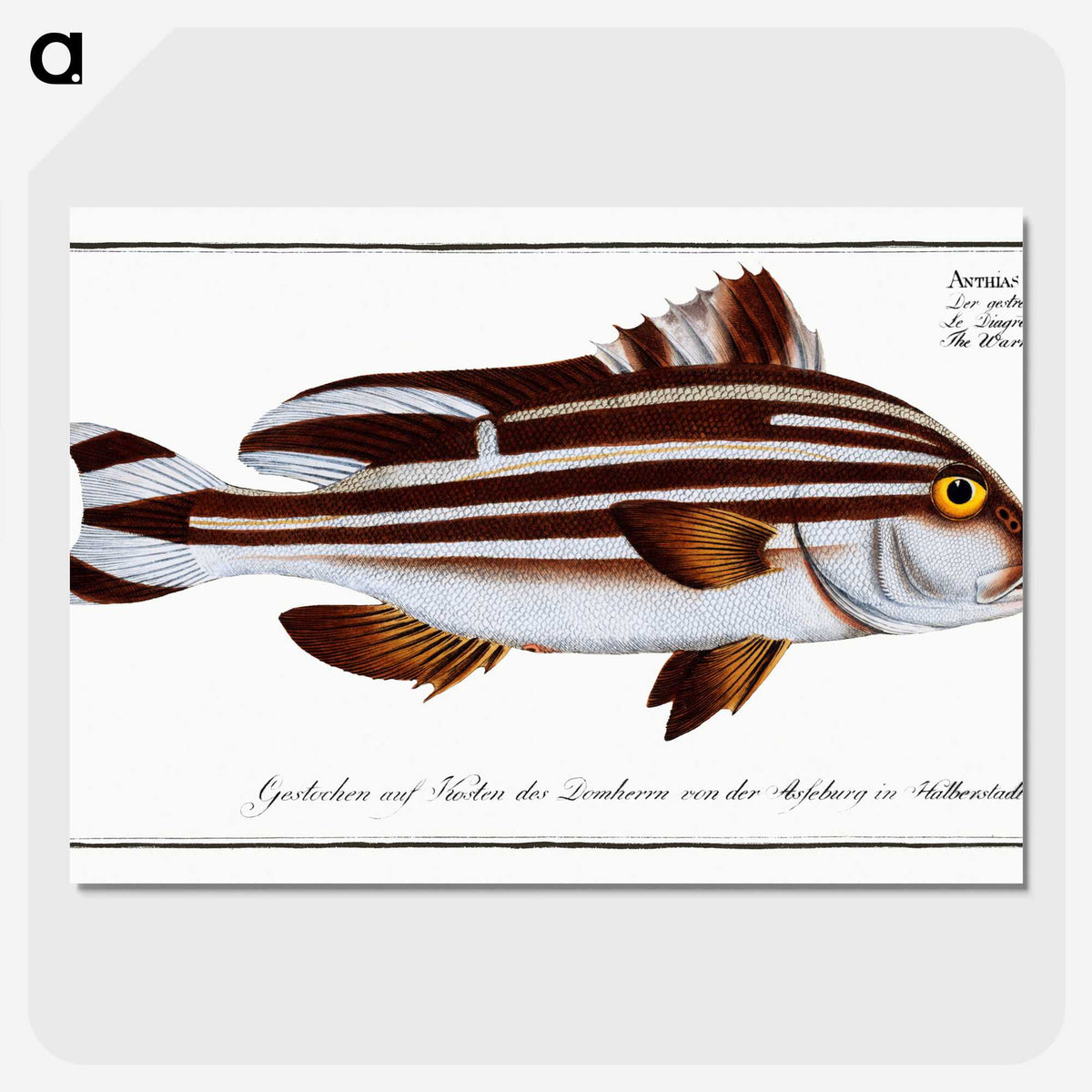 1-82_Ichtyologie-ou-Histoire-naturelle_picture-crop
