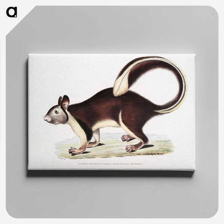 1-82_Indian-Zoology_canvas