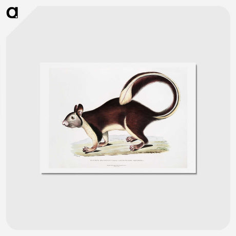 1-82_Indian-Zoology_hagaki