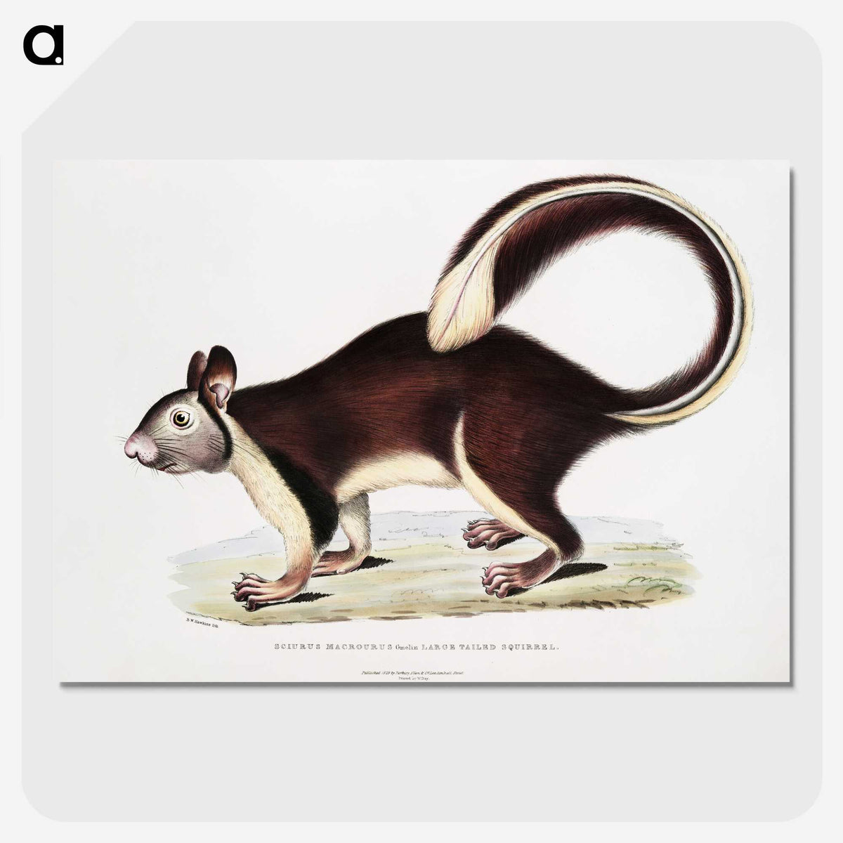 1-82_Indian-Zoology_picture-crop