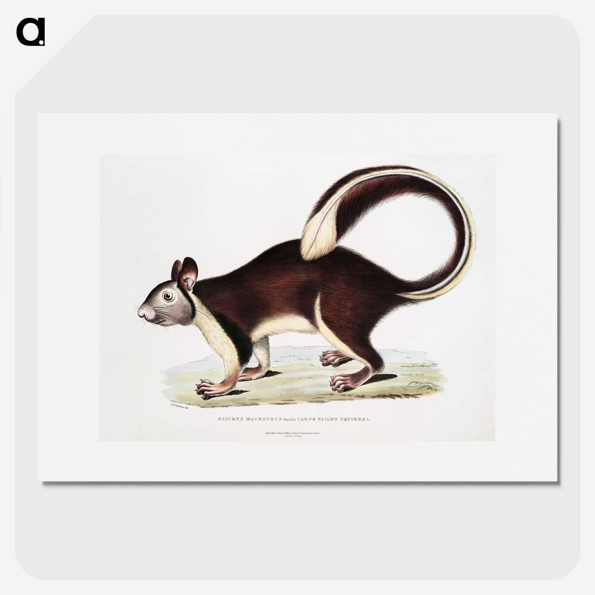 1-82_Indian-Zoology_picture