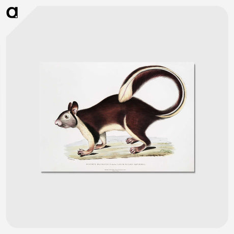 1-82_Indian-Zoology_postcard