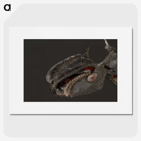 1-82_Insects-Unlocked-Project_picture