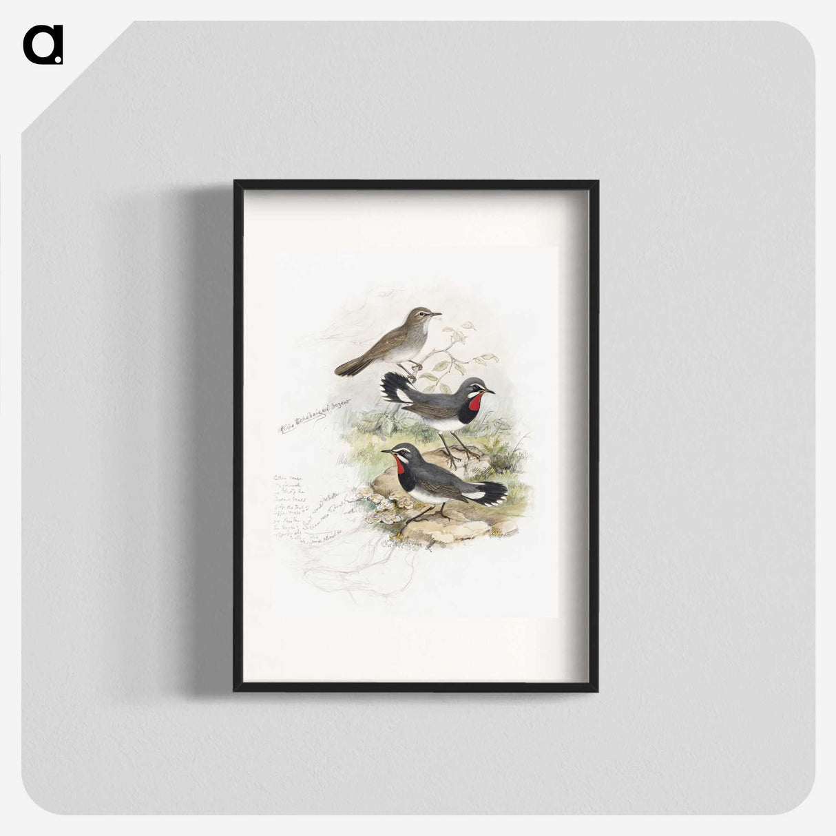 1-82_John-Gould_blk