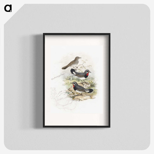 1-82_John-Gould_blk