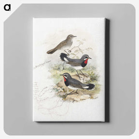 1-82_John-Gould_canvas