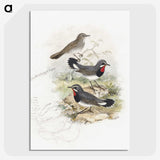 1-82_John-Gould_picture-crop