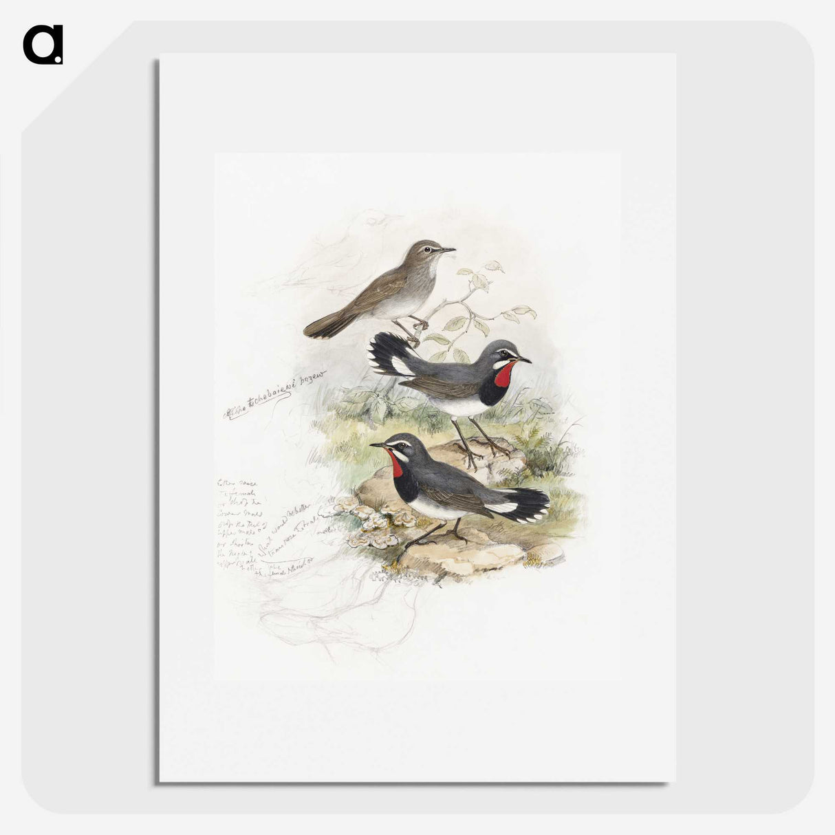 1-82_John-Gould_picture