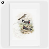 1-82_John-Gould_picture