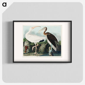アートポスター-White Ibis
 - ジョン ジェームス オーデュボン Poster.