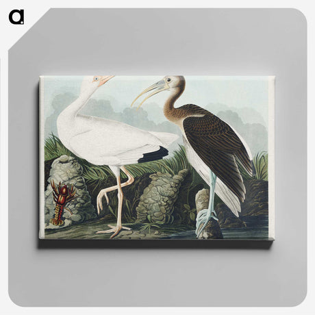 1-82_John-James-Audubon_canvas