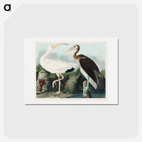 アートポストカード-White Ibis
 - ジョン ジェームス オーデュボン Postcard.