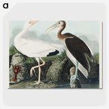 1-82_John-James-Audubon_picture-crop