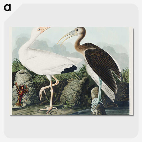 1-82_John-James-Audubon_picture-crop