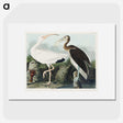 1-82_John-James-Audubon_picture