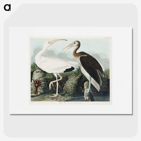 1-82_John-James-Audubon_picture