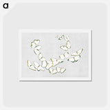 アートポストカード-Japanese butterfly - 神坂 雪佳 Postcard.