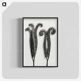 1-82_Karl-Blossfeldt_blk-crop