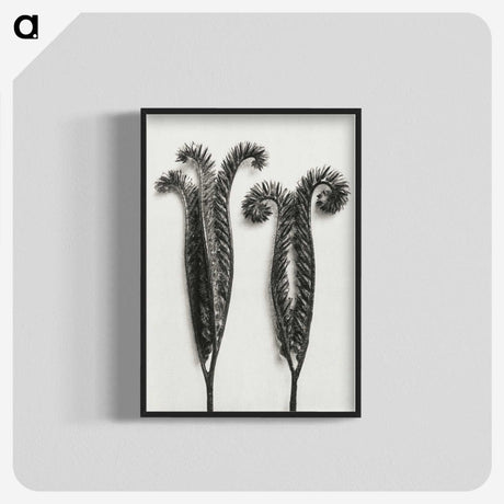 1-82_Karl-Blossfeldt_blk-crop