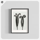 1-82_Karl-Blossfeldt_blk