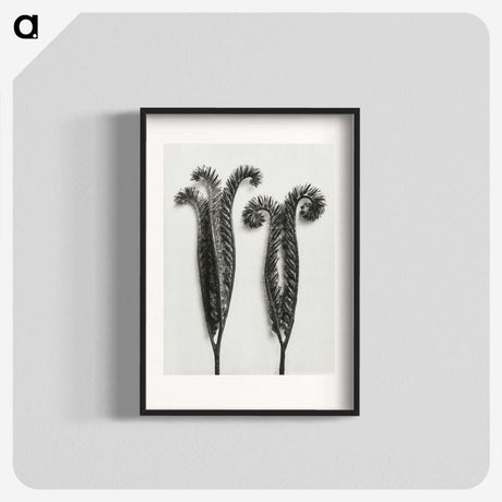 1-82_Karl-Blossfeldt_blk