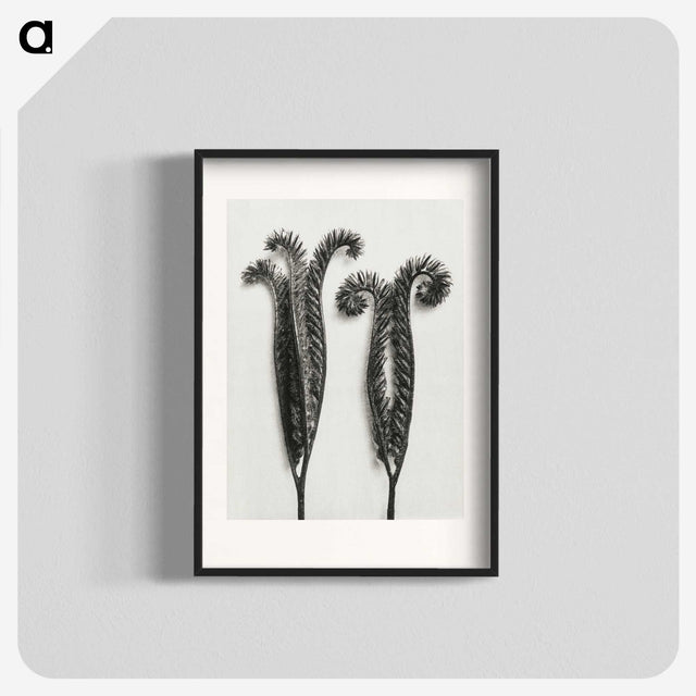 1-82_Karl-Blossfeldt_blk