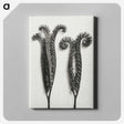1-82_Karl-Blossfeldt_canvas