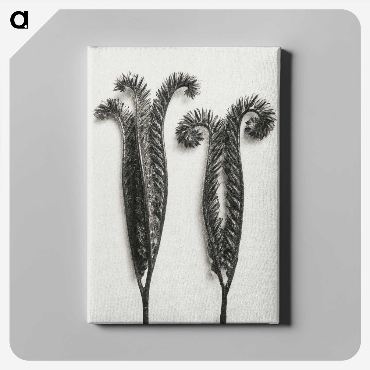1-82_Karl-Blossfeldt_canvas