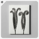 1-82_Karl-Blossfeldt_canvas