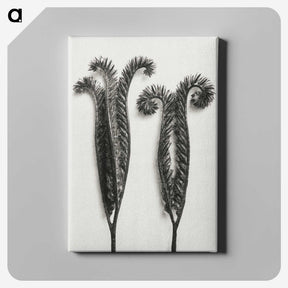 1-82_Karl-Blossfeldt_canvas