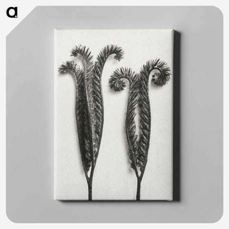 1-82_Karl-Blossfeldt_canvas