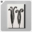 アートパネル-Phacelia Tanacetifolia - カール ブロスフェルト Canvas.