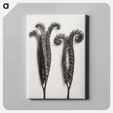 アートパネル-Phacelia Tanacetifolia - カール ブロスフェルト Canvas.