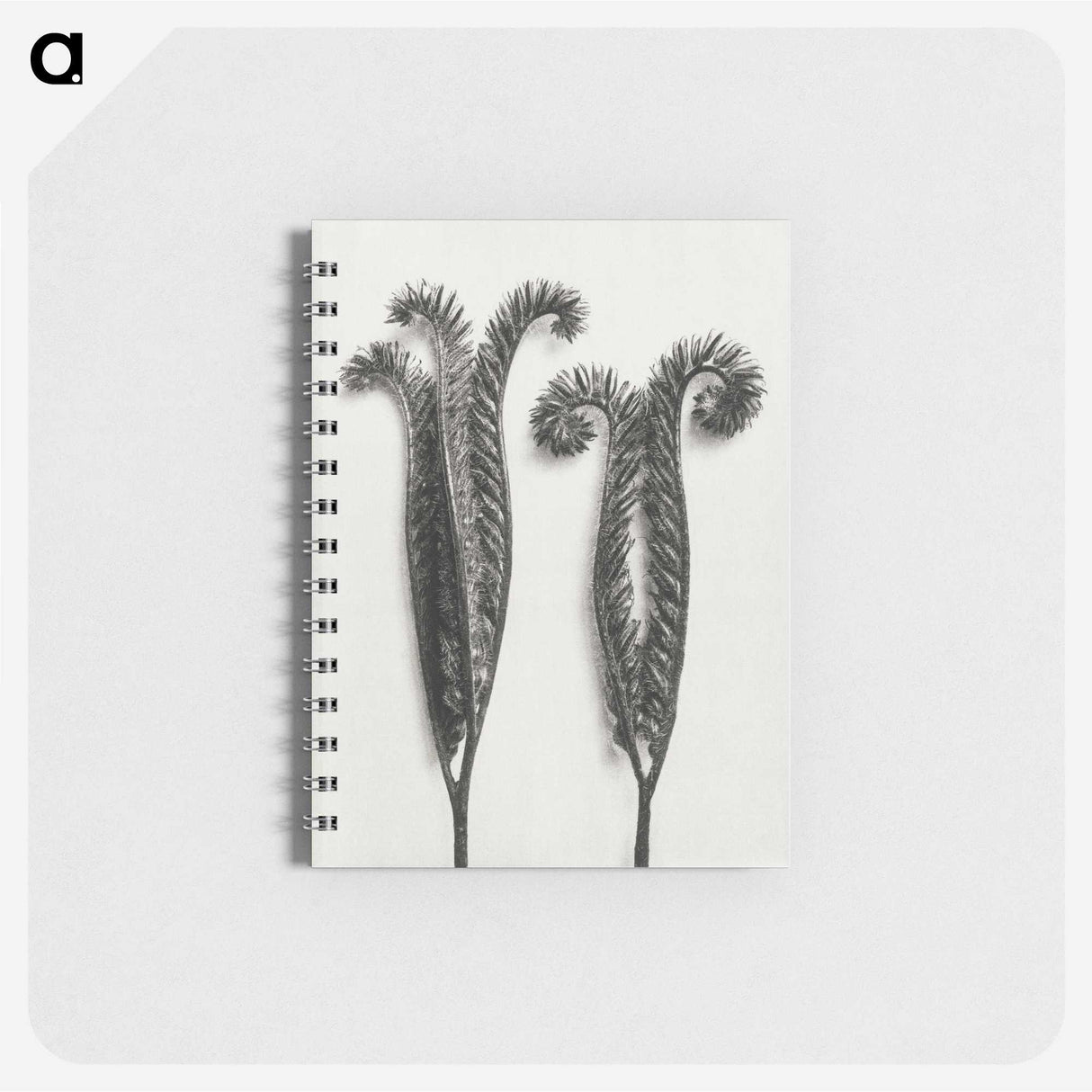 1-82_Karl-Blossfeldt_memo