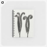 1-82_Karl-Blossfeldt_memo