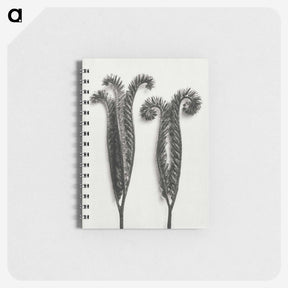 1-82_Karl-Blossfeldt_memo