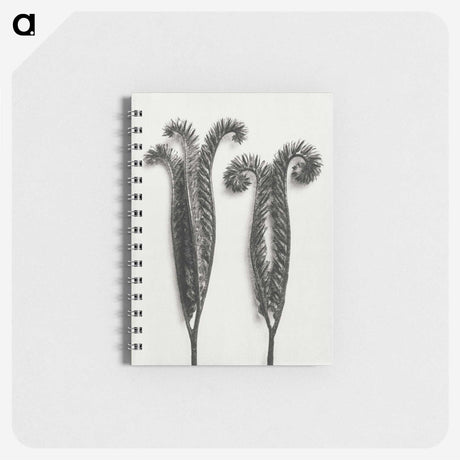 1-82_Karl-Blossfeldt_memo