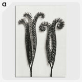 1-82_Karl-Blossfeldt_picture-crop