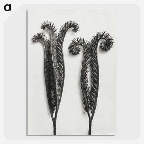 1-82_Karl-Blossfeldt_picture-crop