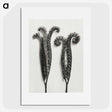 1-82_Karl-Blossfeldt_picture